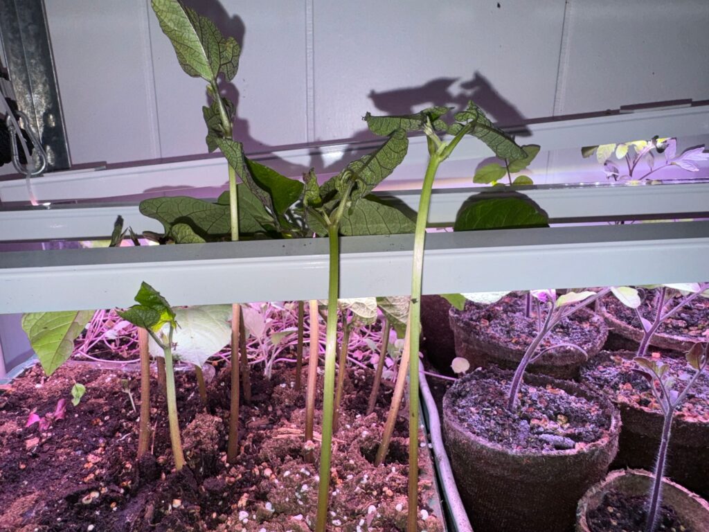 Two trays of plants under low-hanging light bars. On the left are bean seedlings, sticking up, far past the lights. On the right are tomato plants, about half as tall.