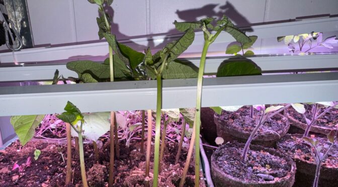 Two trays of plants under low-hanging light bars. On the left are bean seedlings, sticking up, far past the lights. On the right are tomato plants, about half as tall.